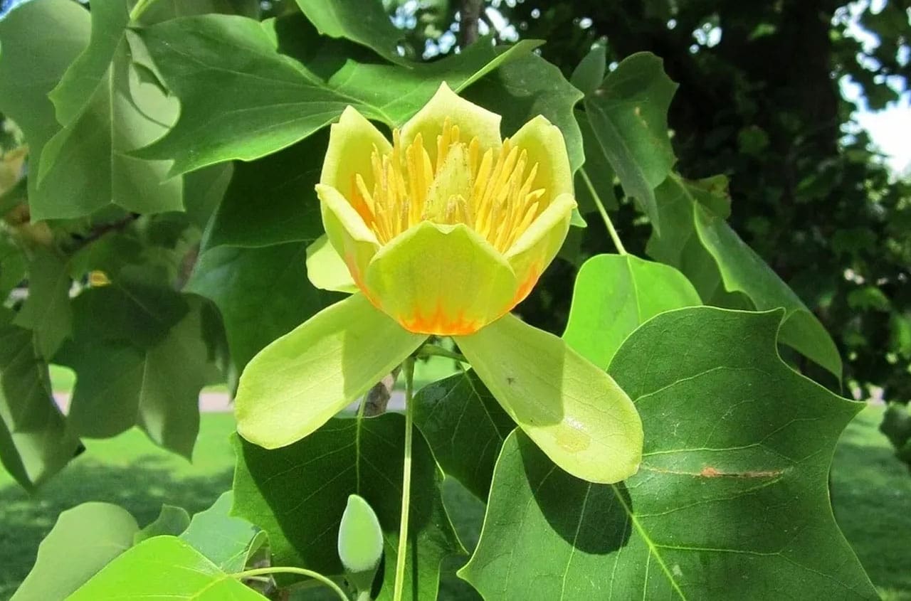 Honeysuckle NURSERY & DESIGN